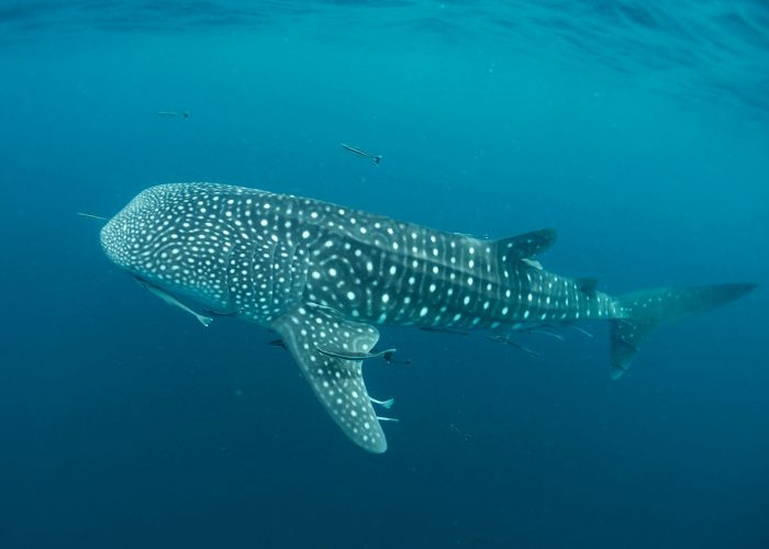 Whale,Shark,(rhincodon,Typus).,Closeup,Side,Portrait,Body,Pattern,For